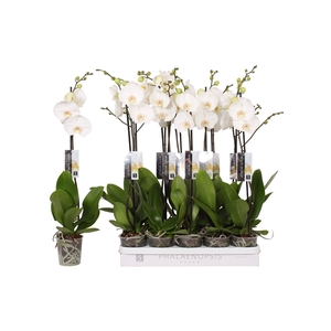 Phalaenopsis White World, 1-spike 9+