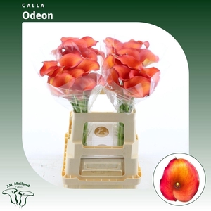 ZANT CAPT ODEON