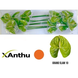 ANTH A GRAND SLAM