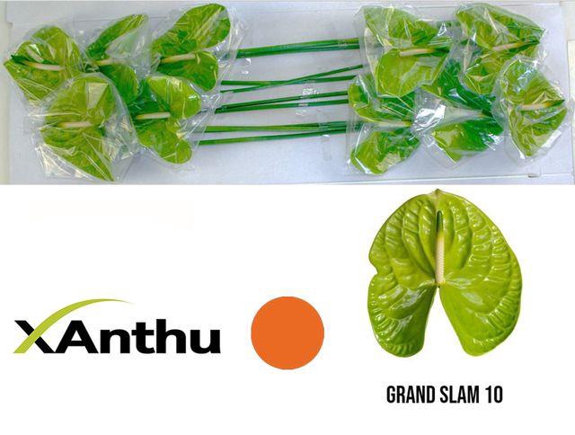 ANTH A GRAND SLAM