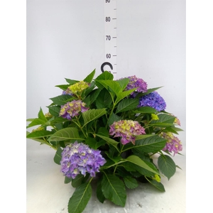 Hydrangea mac. 'Hi River'