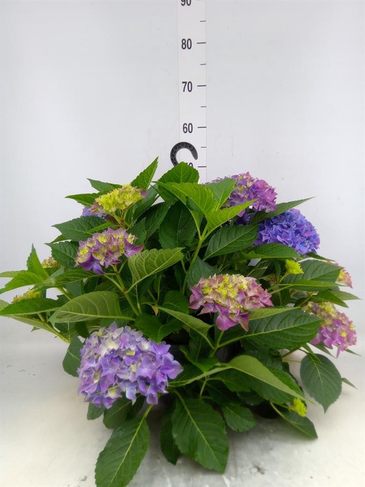 <h4>Hydrangea mac. 'Hi River'</h4>