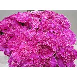 Di St G Cerise