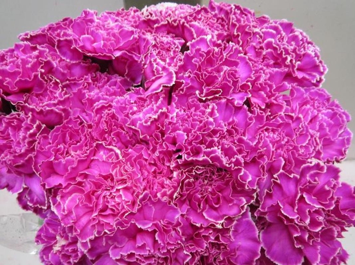 <h4>Di St G Cerise</h4>
