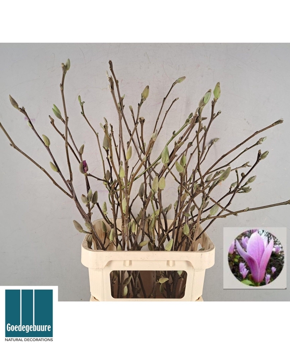 <h4>MAGNOLIA GRANDIFLORA</h4>