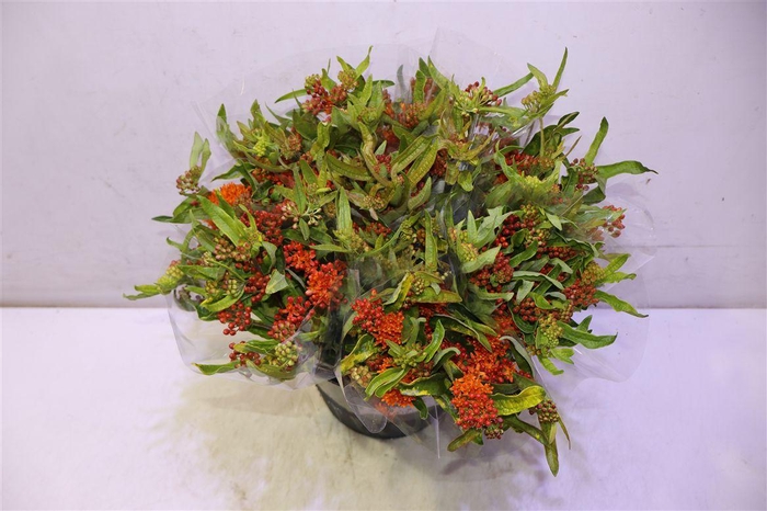 <h4>Ascl T Red Beauty X5</h4>