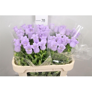 Camp M Champion Lavender