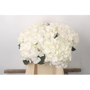 Hydr M White Verena