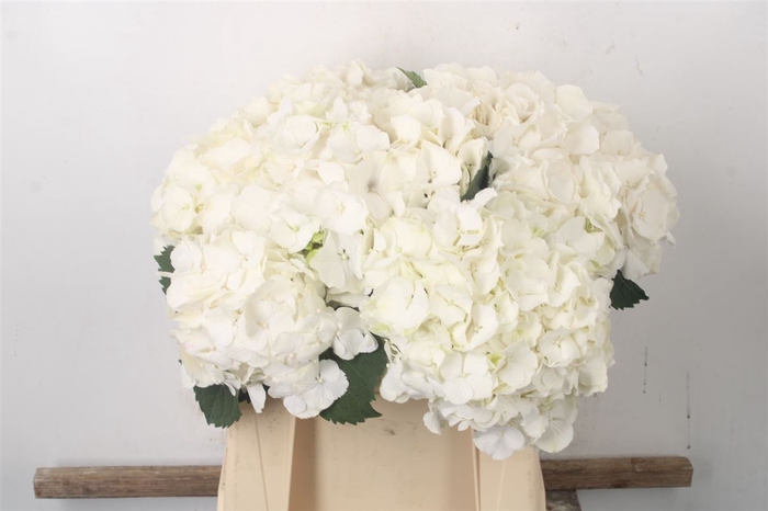 <h4>Hydr M White Verena</h4>