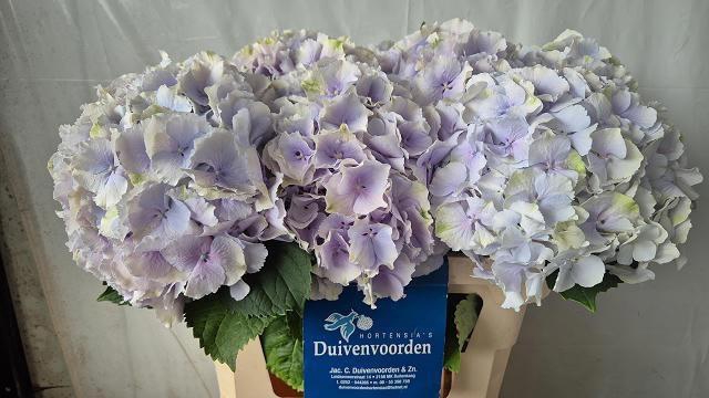 <h4>HYDR M CH VERENA BL</h4>
