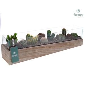 Aquarium Large met Cactussen