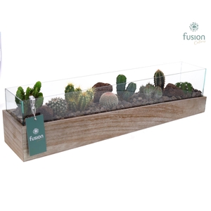 Aquarium Large met Cactussen