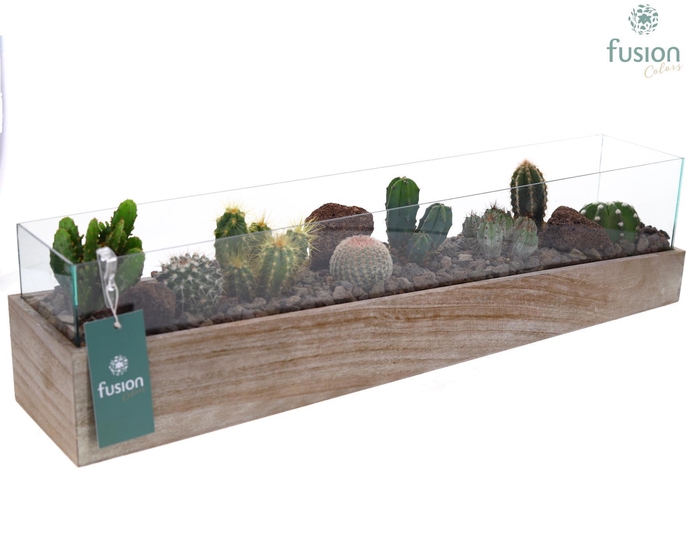 <h4>Aquarium Large met Cactussen</h4>