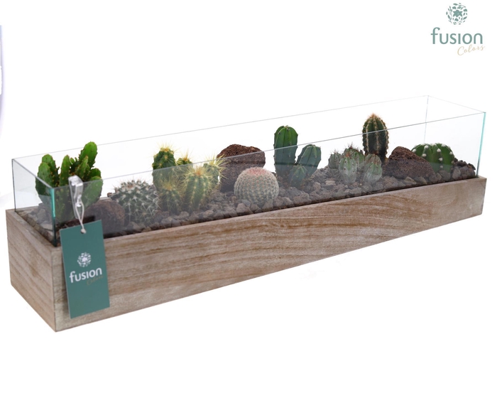 <h4>Aquarium Large met Cactussen</h4>