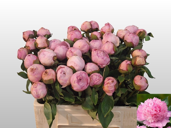 <h4>Paeo L Angel Cheeks</h4>