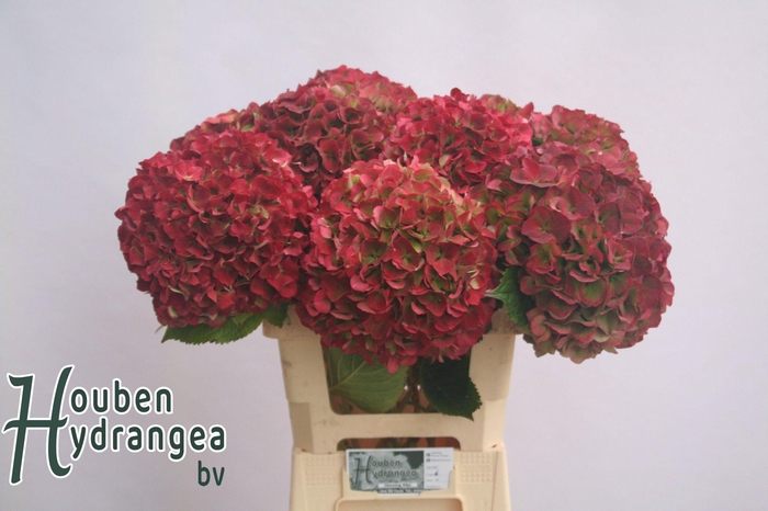 <h4>HYDR M GLOW ALPS CL</h4>