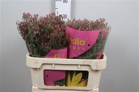 <h4>Lim Sin Max Diamond</h4>