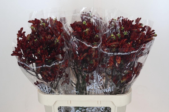 <h4>Anigozanthos Early Spring</h4>