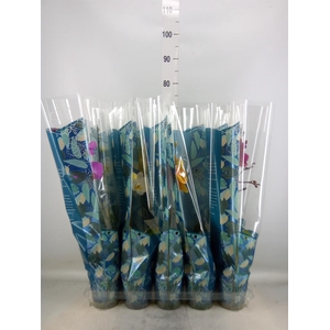 Phalaenopsis   ...mix  5