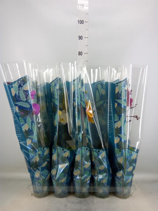 <h4>Phalaenopsis   ...mix  5</h4>