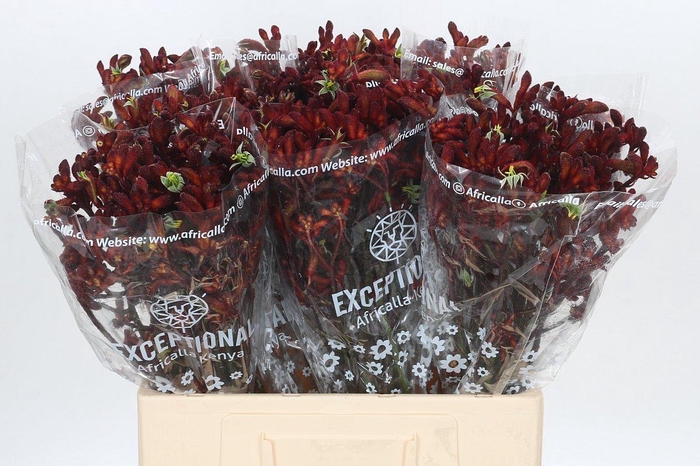 <h4>Anigozanthos Early Spring</h4>