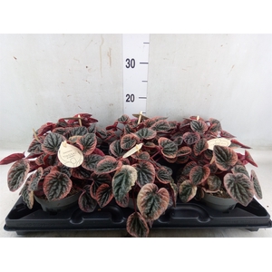 Peperomia