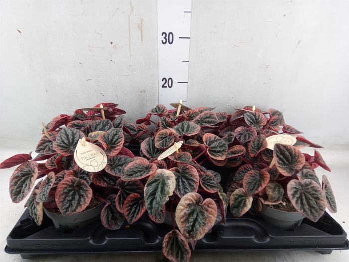 <h4>Peperomia</h4>
