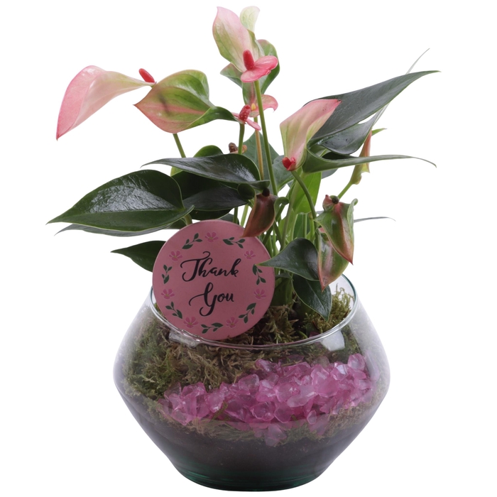 <h4>Mothersday Arr. Indoor Glass Oblique UFO Vase Ø15cm 1PP</h4>