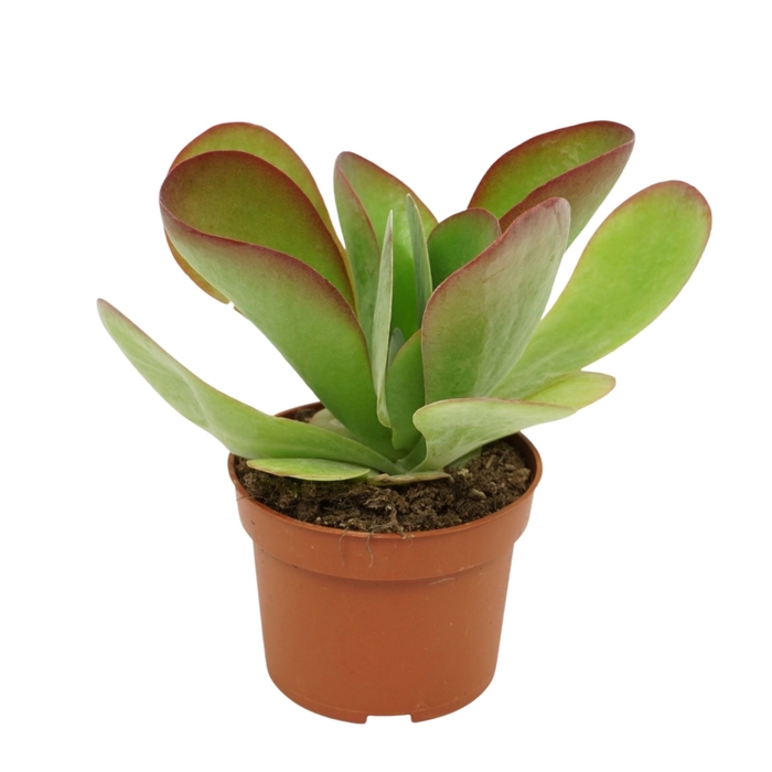 <h4>Kalanchoe NF thyrsiflora 'Red Lips'</h4>