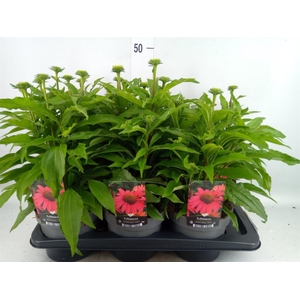 Echinacea   ...