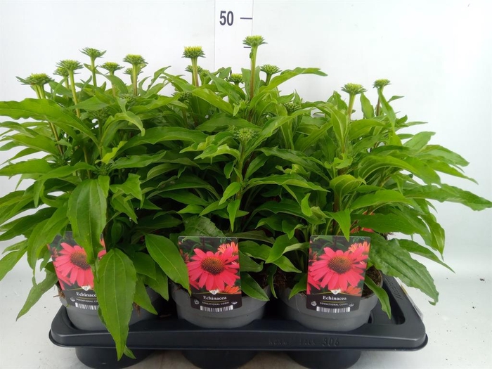 <h4>Echinacea   ...</h4>