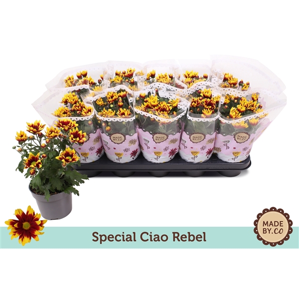 <h4>Chrysant Special Ciao Rebel</h4>