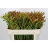 Leucadendron Ayoba Cherry Pearl Spray