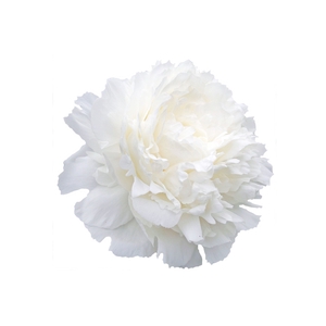 Paeonia Ann Cousins