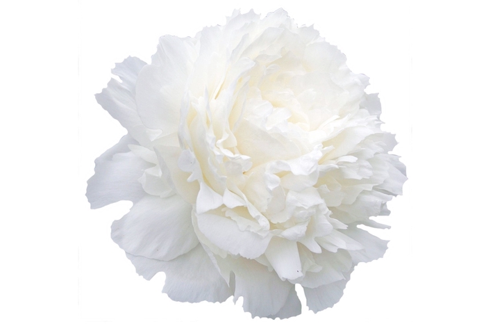 <h4>Paeonia Ann Cousins</h4>