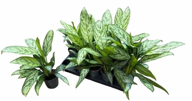 <h4>AGLAO SILVER QUEEN</h4>