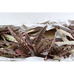 Cryptan Tigerinus Pink