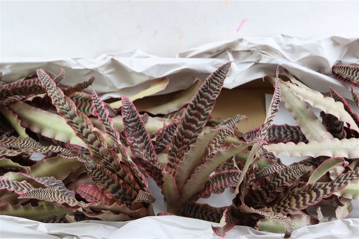 <h4>Cryptan Tigerinus Pink</h4>