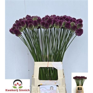Allium Sphaerocephal