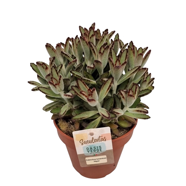 <h4>Kalanchoe Tomentosa Nigra - 1154</h4>