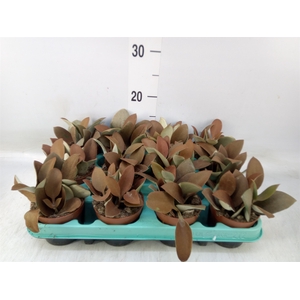Kalanchoe NF orygalis