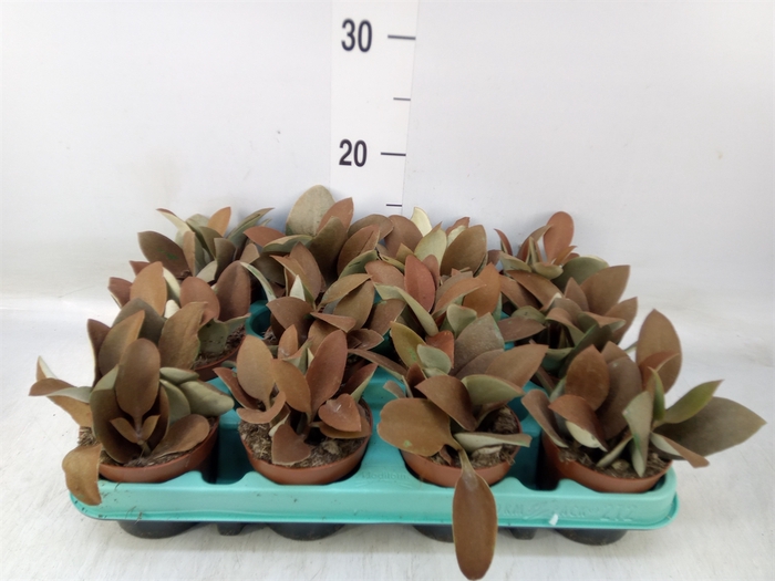 <h4>Kalanchoe NF orygalis</h4>