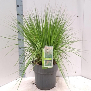 Molinia caerulea Heidebraut
