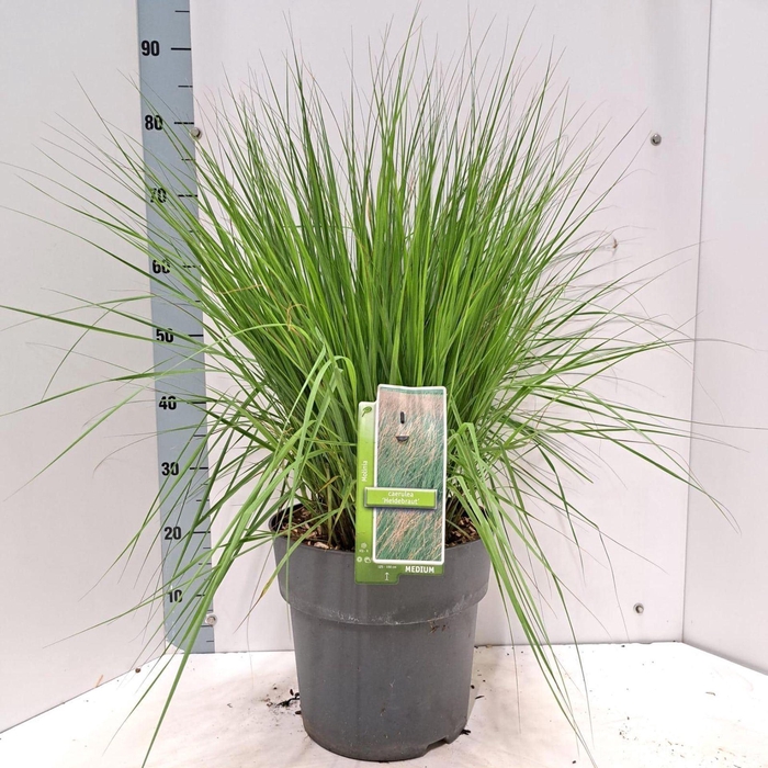 <h4>Molinia caerulea Heidebraut</h4>
