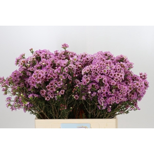 Chamelaucium Adi