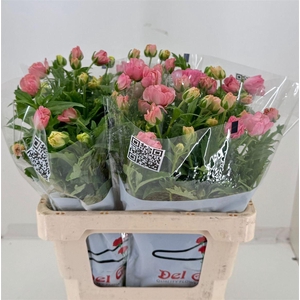 Ranunculus Butterfly Isis