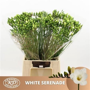 Fr En White Serenade