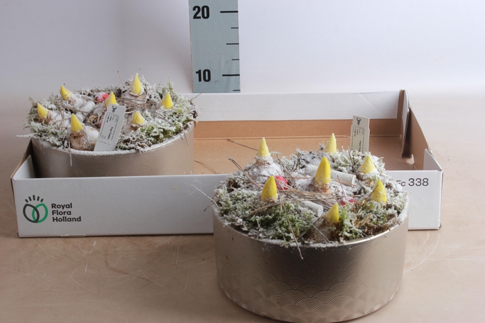 <h4>Arr Hyacinth</h4>