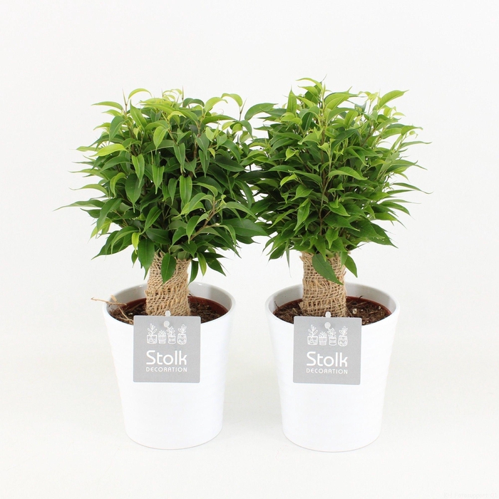 <h4>Ficus Benjamina Natasja in Liv keramiek</h4>