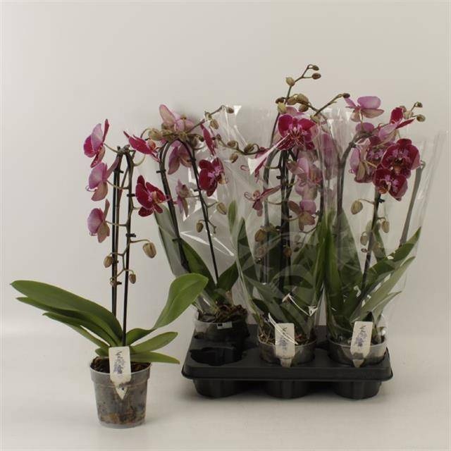 <h4>PHAL OV PAARS</h4>